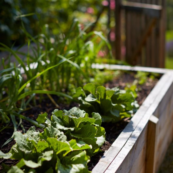 création potager jardin ardèche