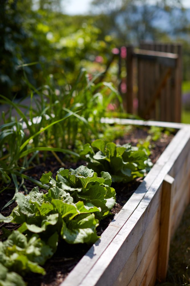 création potager jardin ardèche