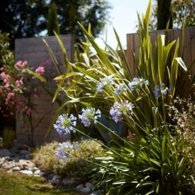 Réalisation d'un massif fleuri avec des agapanthes chez un particulier