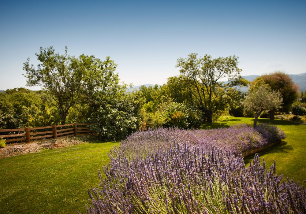 Gazon dans un jardin paysager